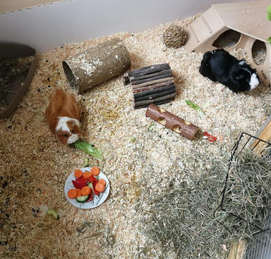 Kleintierstreu richtig entsorgen