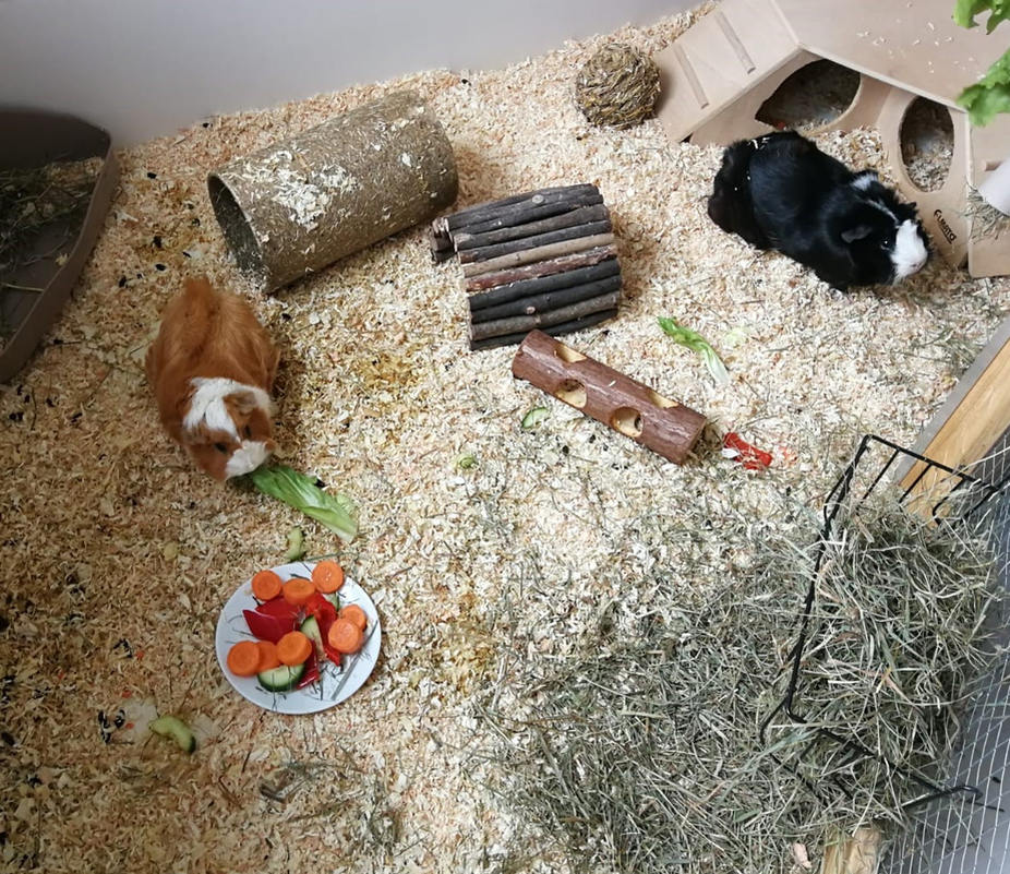 Kleintierstreu richtig entsorgen