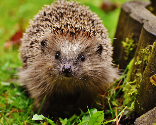Mikroplastik: Kleine Teilchen mit großen Auswirkungen