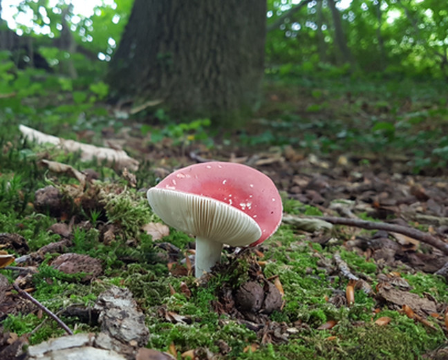 Müllentsorgung im Wald