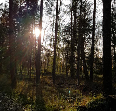 Müllentsorgung im Wald