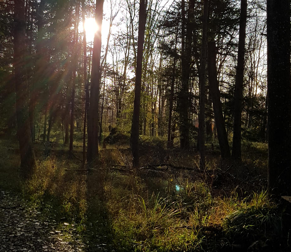 Müllentsorgung im Wald