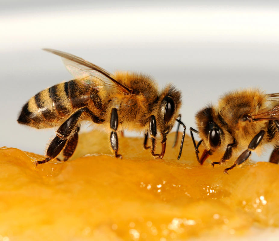 Honiggläser immer ausspülen