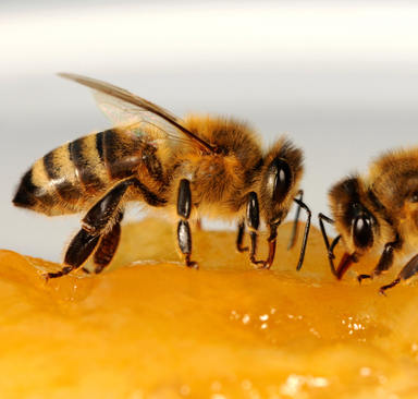 Honiggläser immer ausspülen