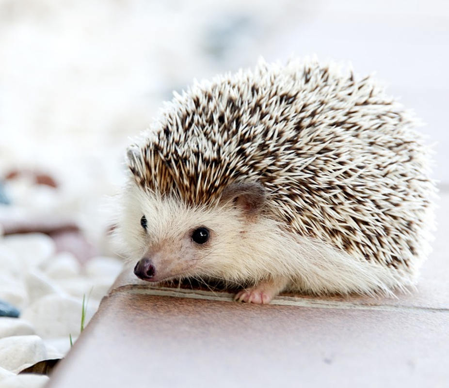 Damit der Gelbe Sack nicht zur Igel-Falle wird