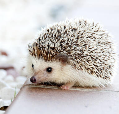 Damit der Gelbe Sack nicht zur Igel-Falle wird